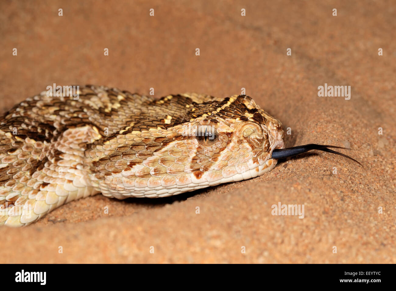 Closeup of a puff adder (Bitis arietans) snake with flicking tongue