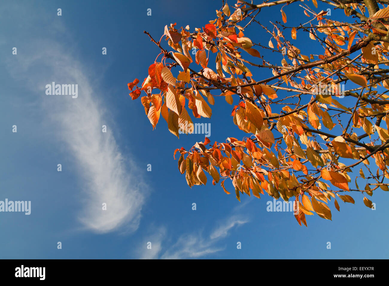 Autumn colored leaves. Stock Photo