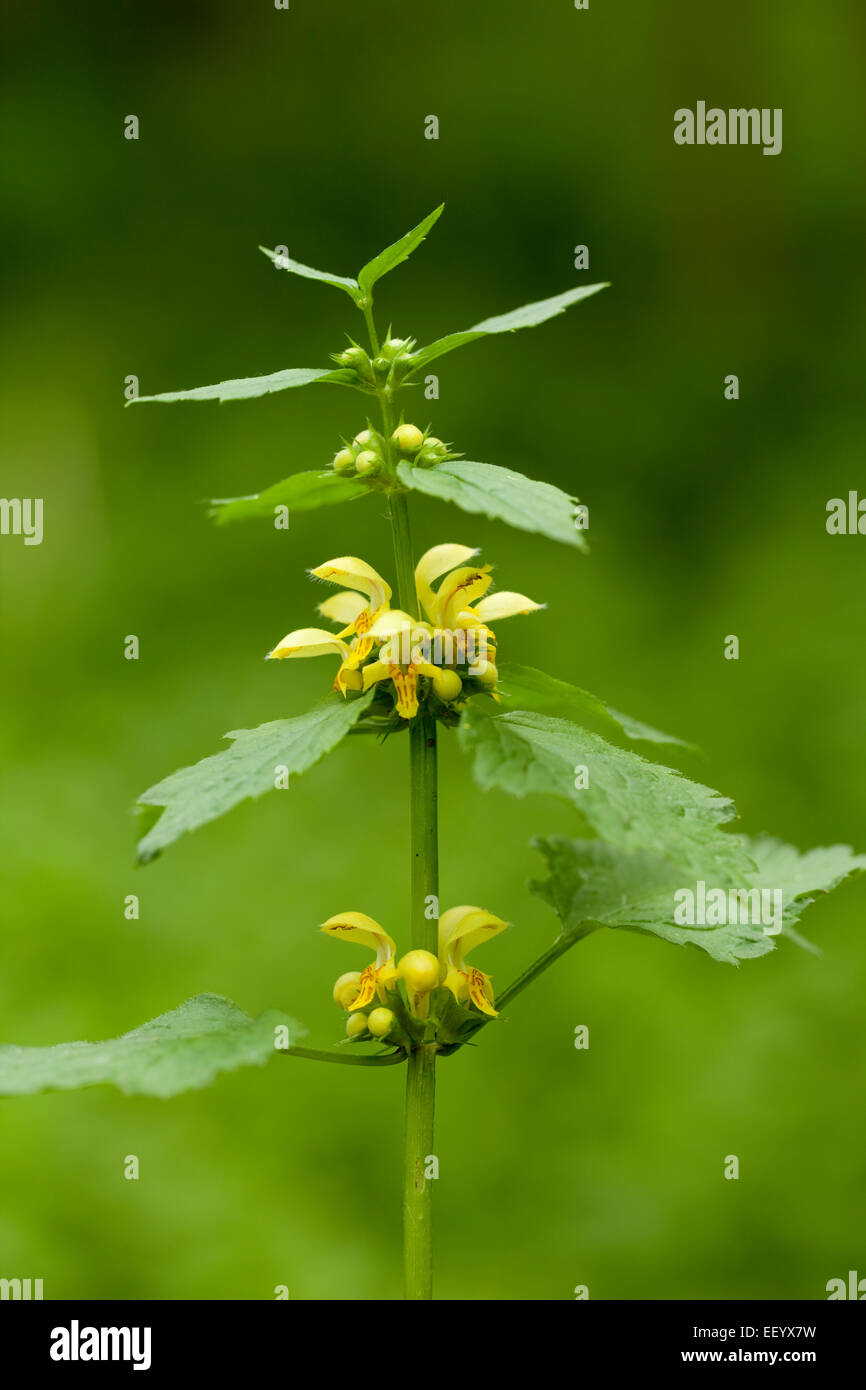single flower (Galeobdolon luteum Huds) on meadow Stock Photo