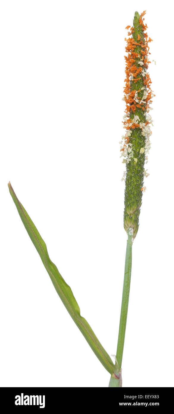 young plant(Alopecurus aequalis) on white background Stock Photo