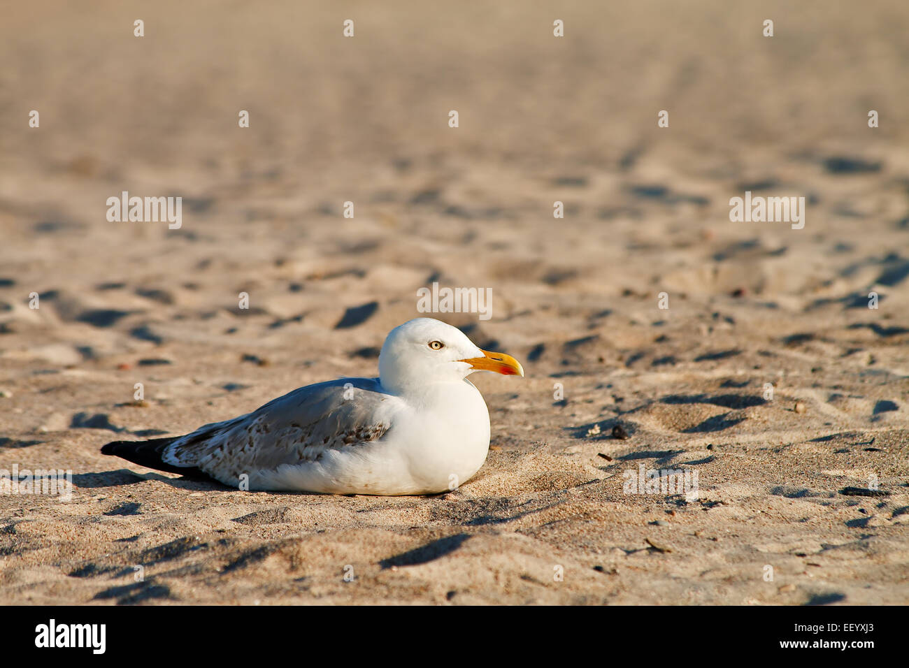 A gull makes a break. Stock Photo