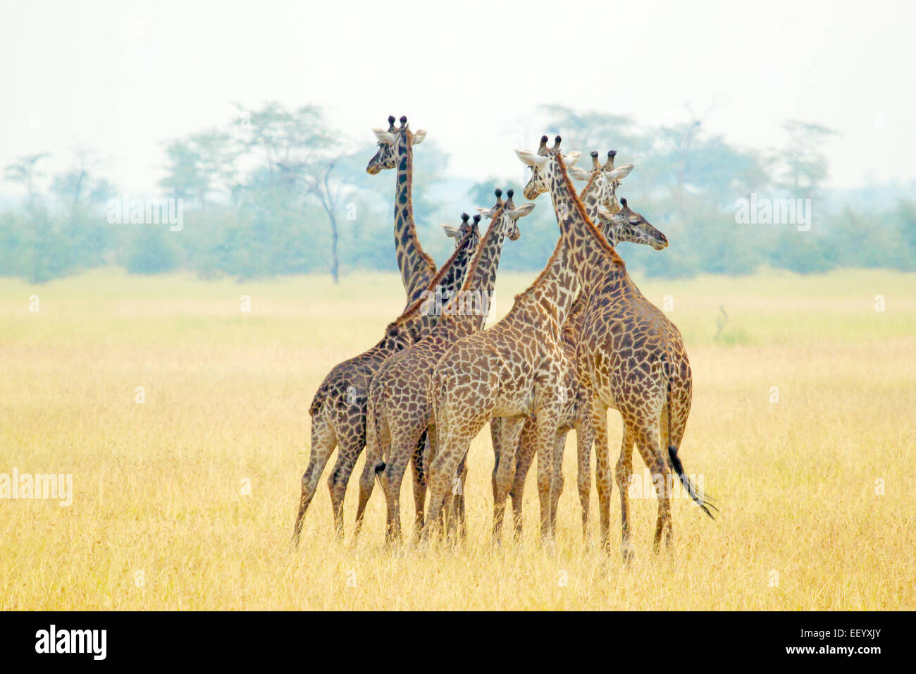A group of giraffes (Giraffa camelopardalis) in Serengeti National Park, Tanzania Stock Photo