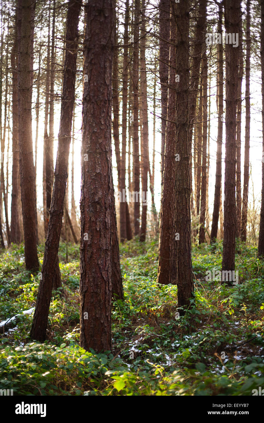 Evening sunlight shining through a Forestry Commission pine forest in County Durham. Stock Photo