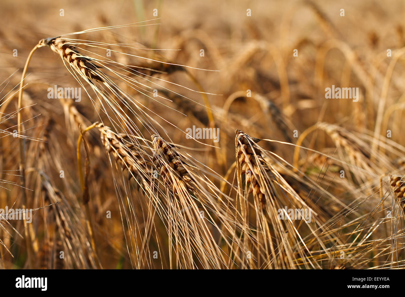 Stalks in the corn field. Stock Photo