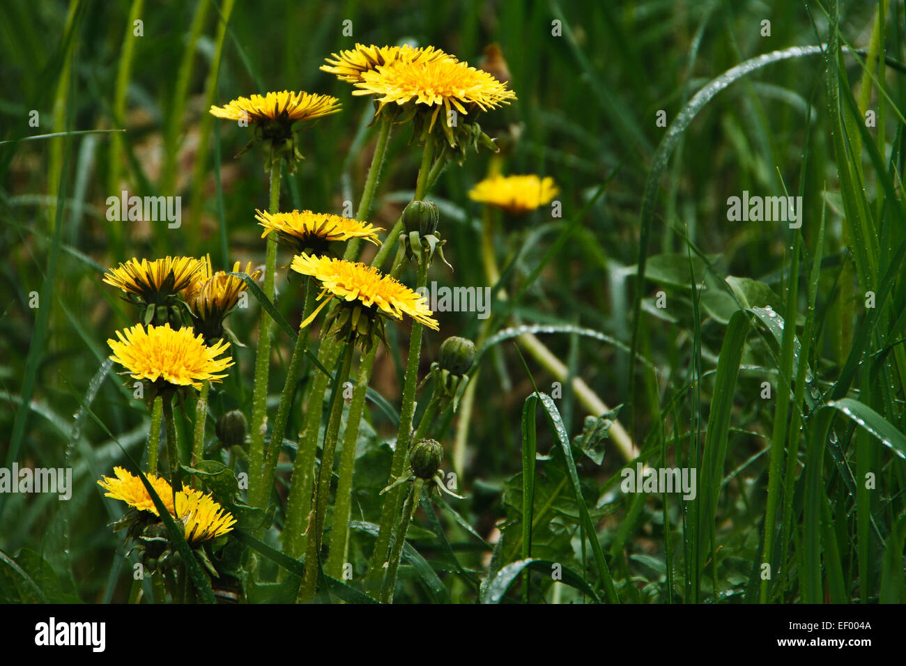 Dandelion in the wet grass. Stock Photo