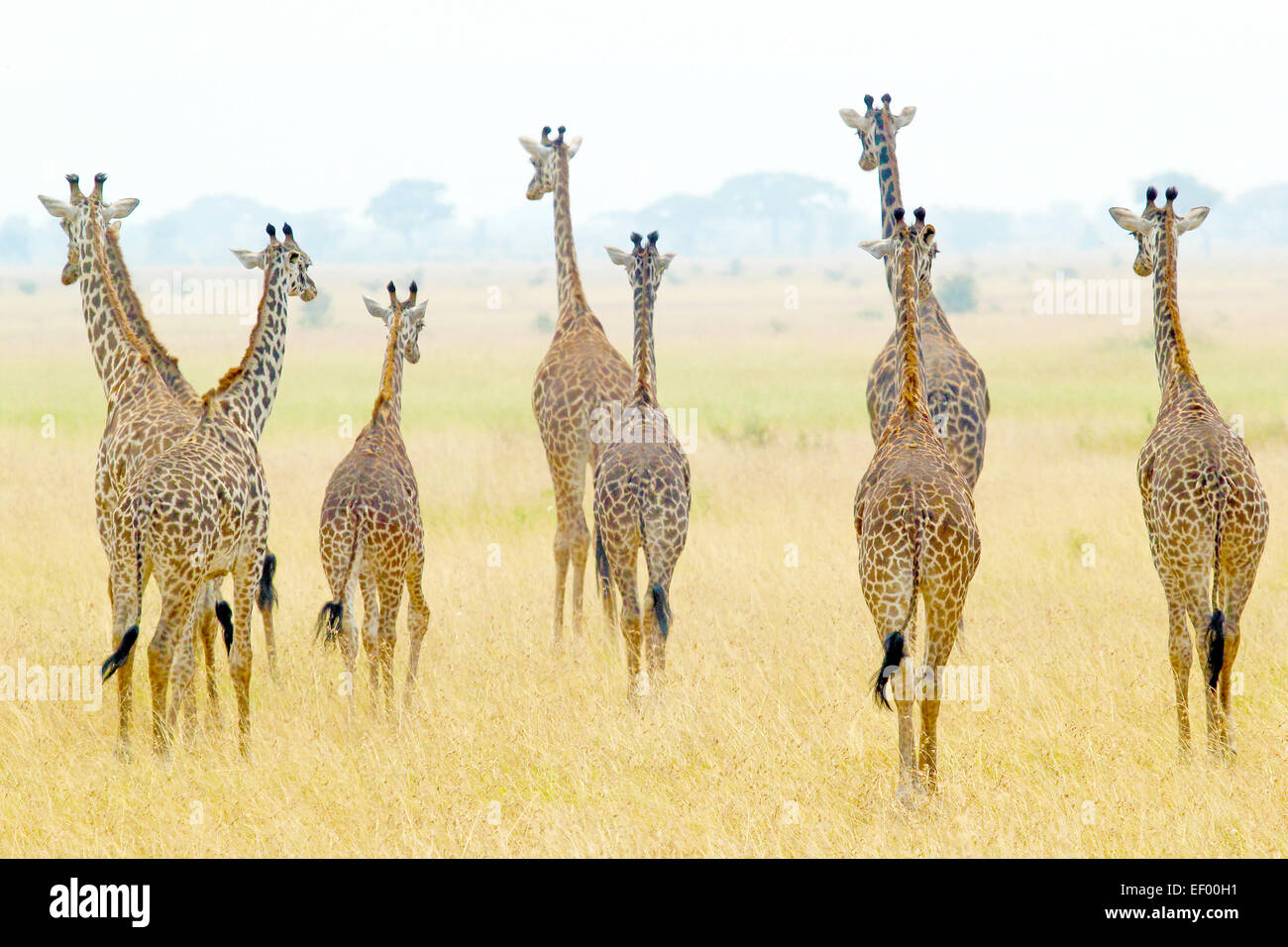 Group giraffes in bush in hi-res stock photography and images - Alamy