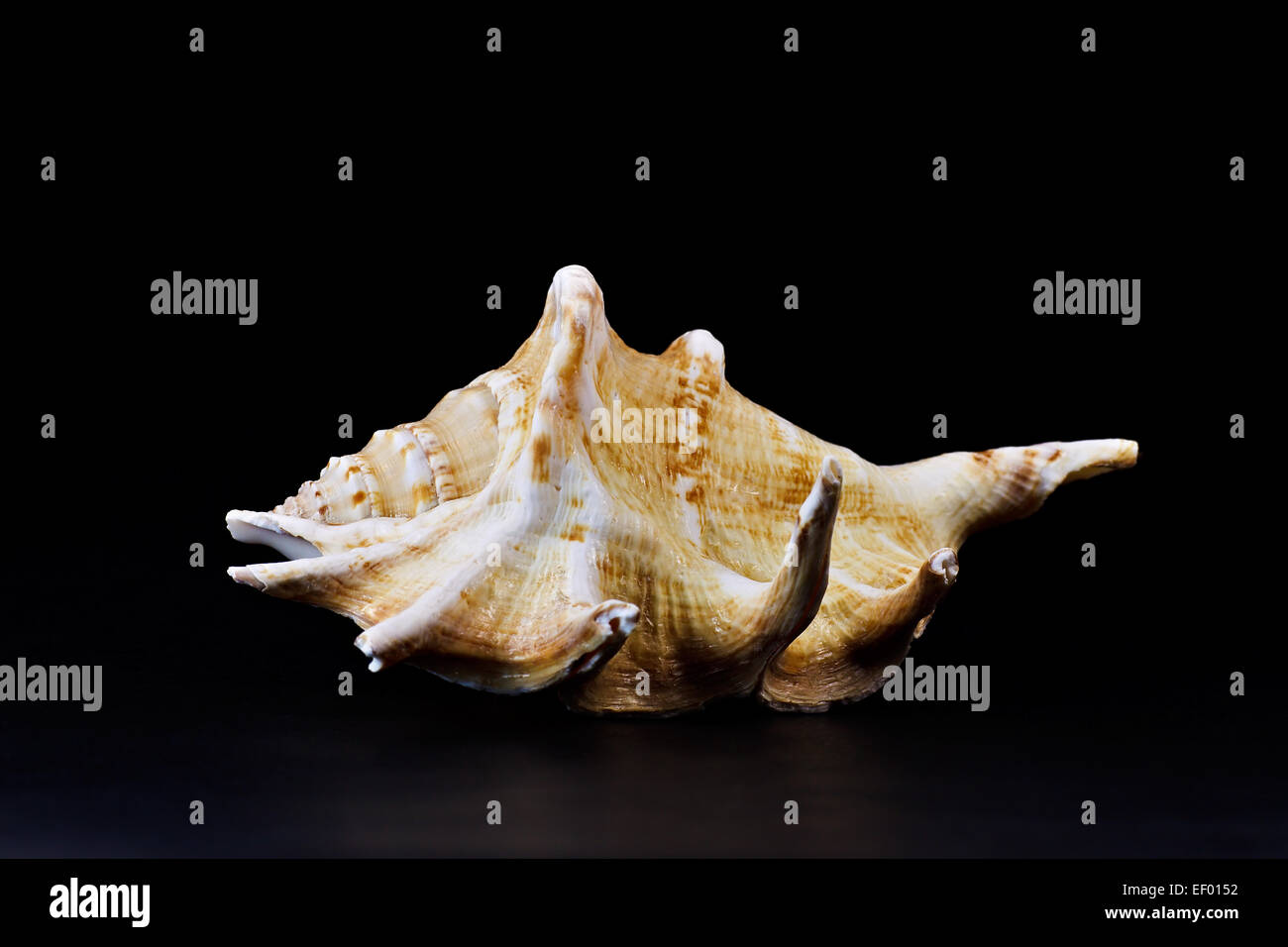 A shell on a black background. Stock Photo
