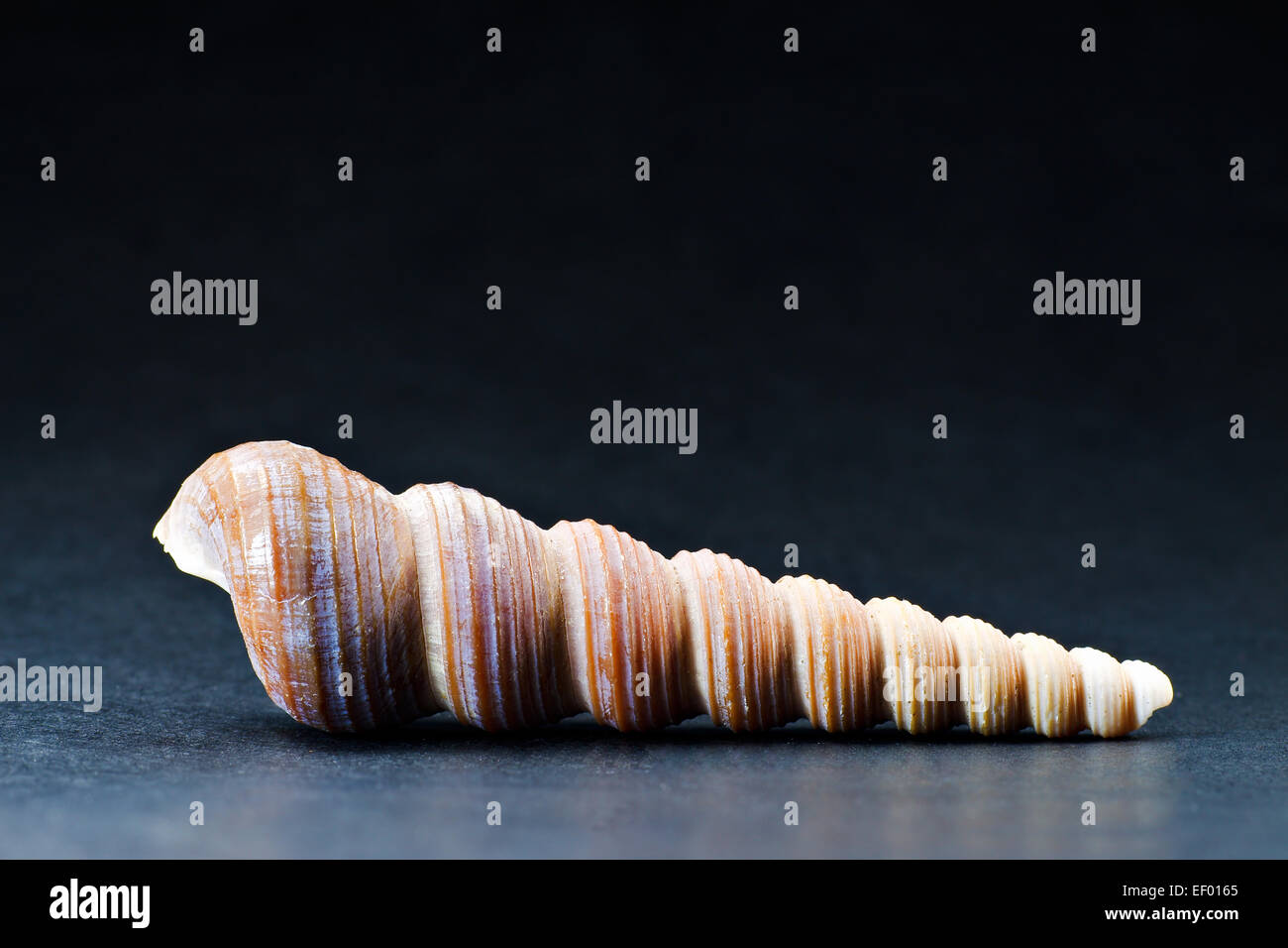 A worm housing. Stock Photo