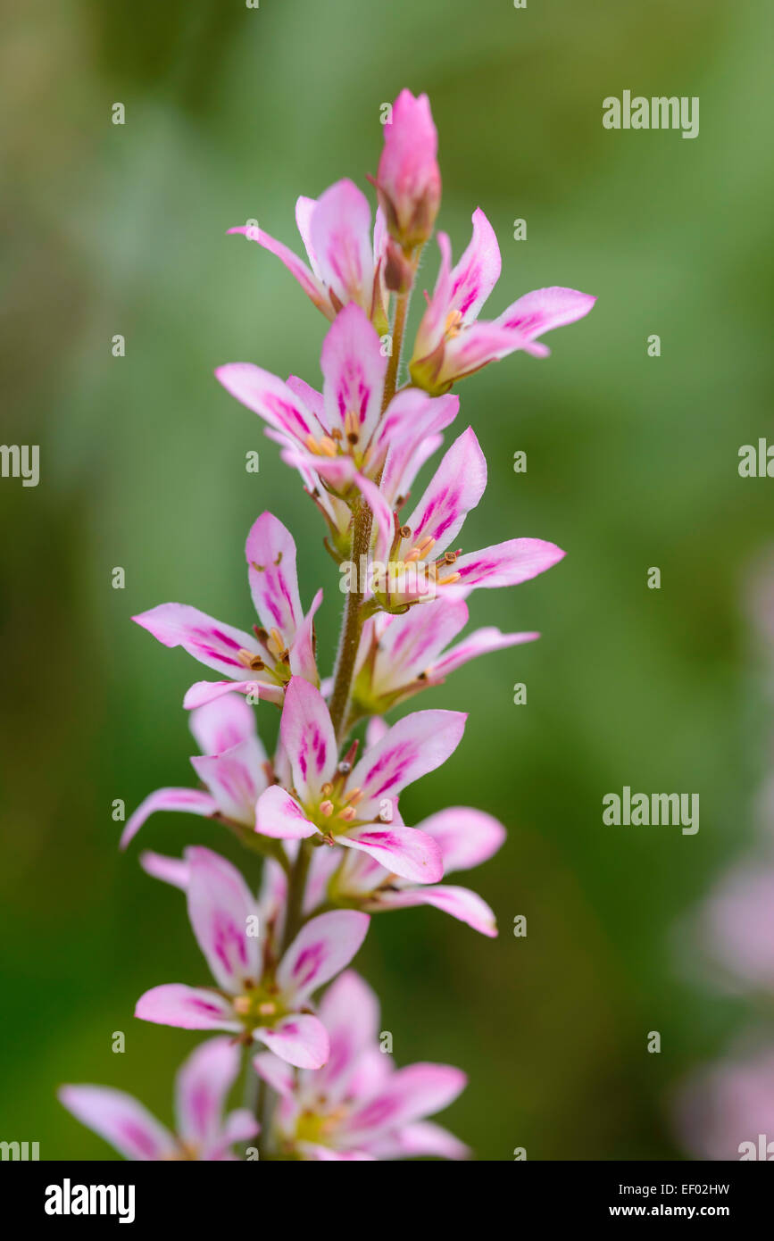 Francoa sonchifolia rogersons form, garden cultivated flower Stock Photo