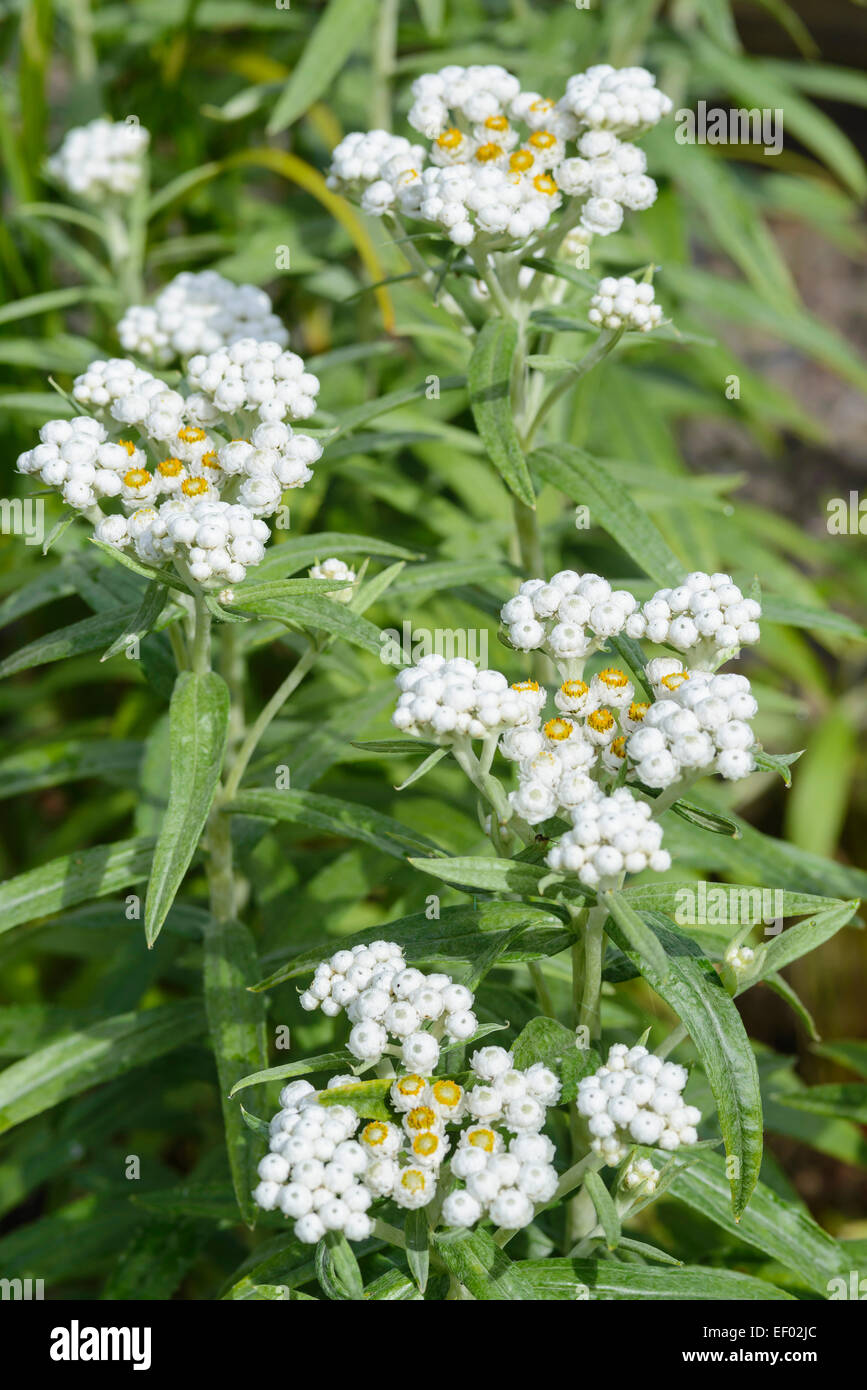 Anaphalis, garden cultivated flower Stock Photo