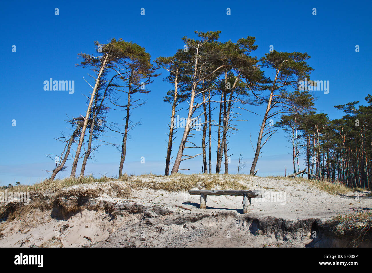 Group of trees on the western beach. Stock Photo