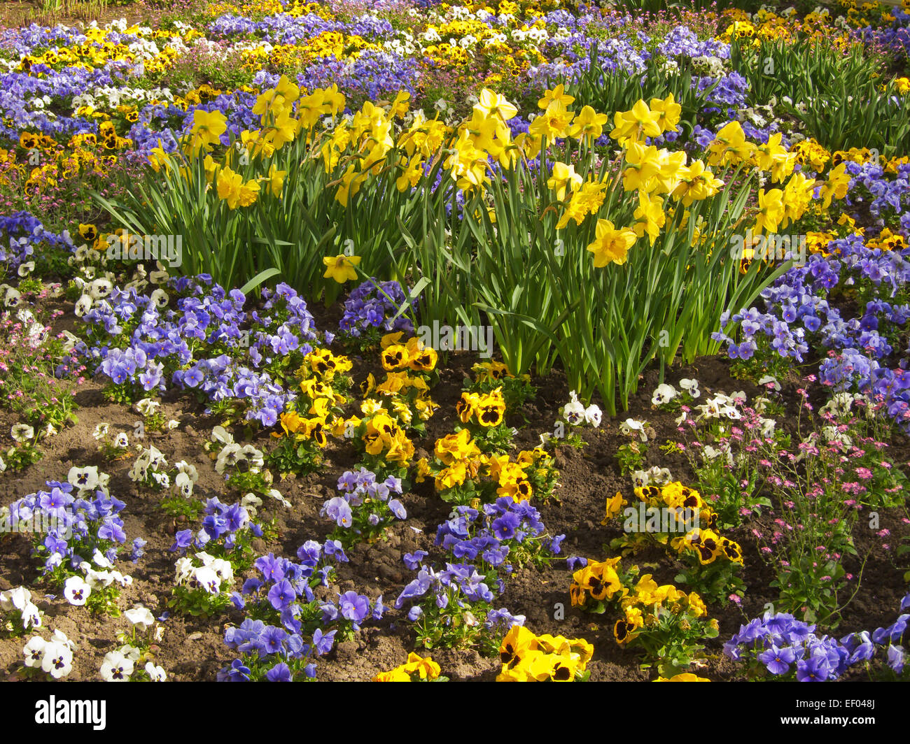 A flower in the spring. Stock Photo