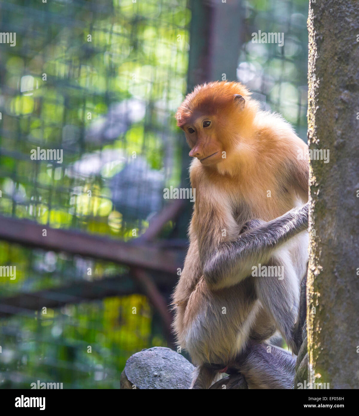 Proboscis monkey in the zoo of Kota Kinabalu, Malaysia Stock Photo - Alamy