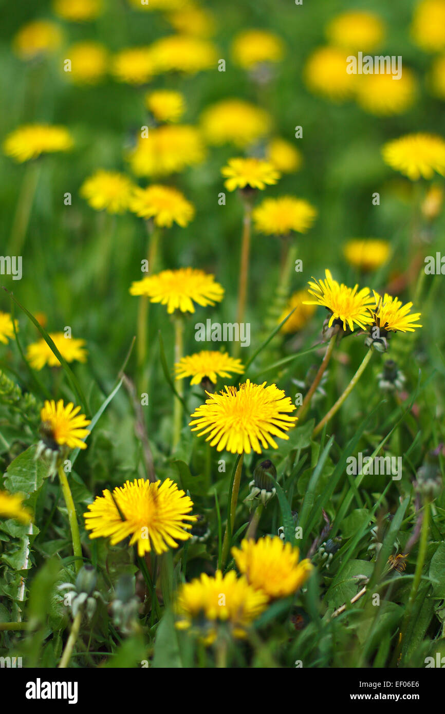 Dandelion in a meadow. Stock Photo