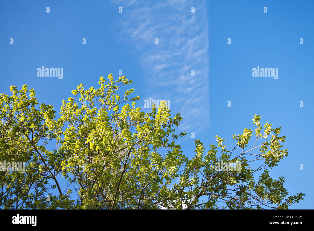 Green leaves against a blue sky. Stock Photo