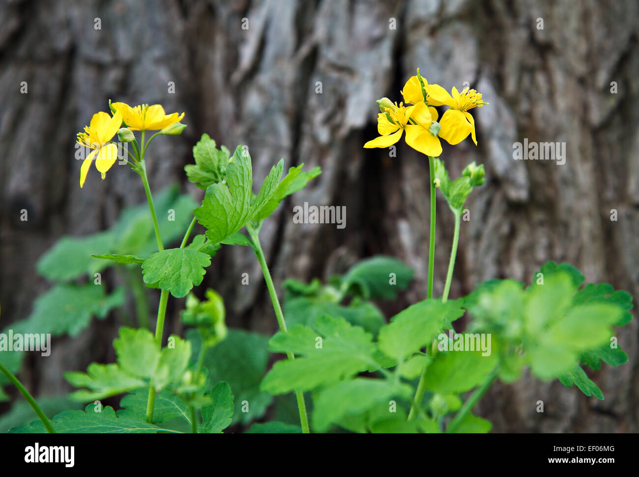 Flowers in front of a tree trunk Stock Photo Alamy