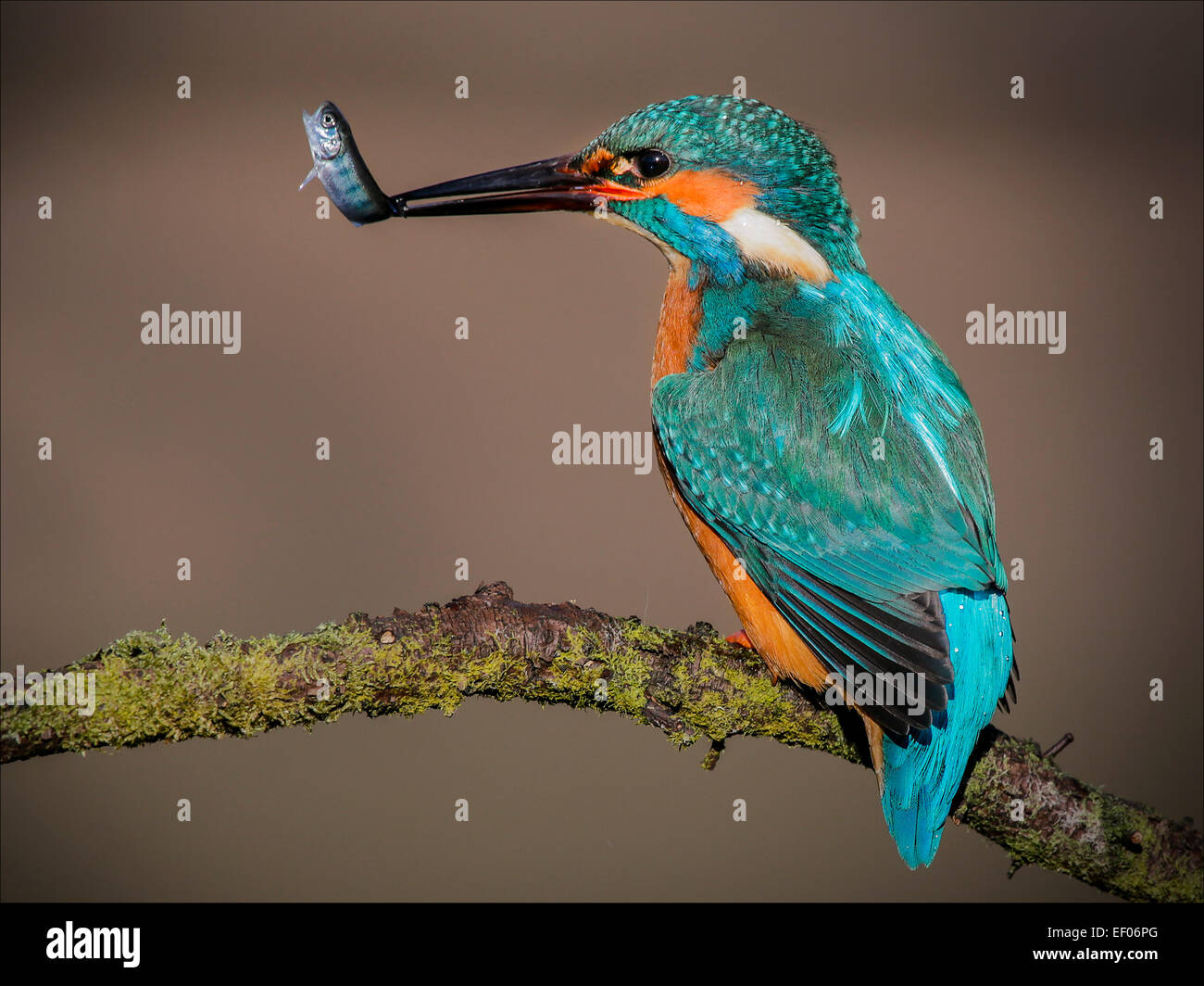 Male Kingfisher with catch Stock Photo