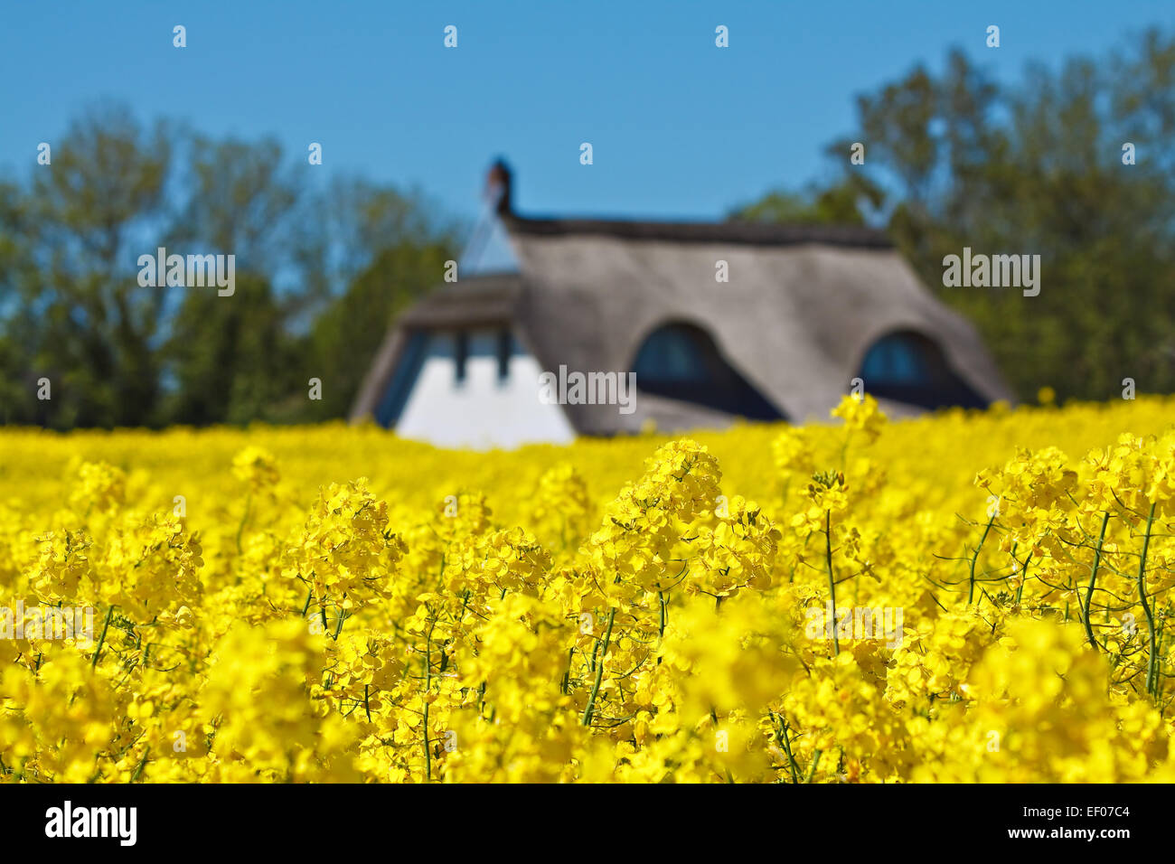 House on the edge of a rapeseed field Stock Photo