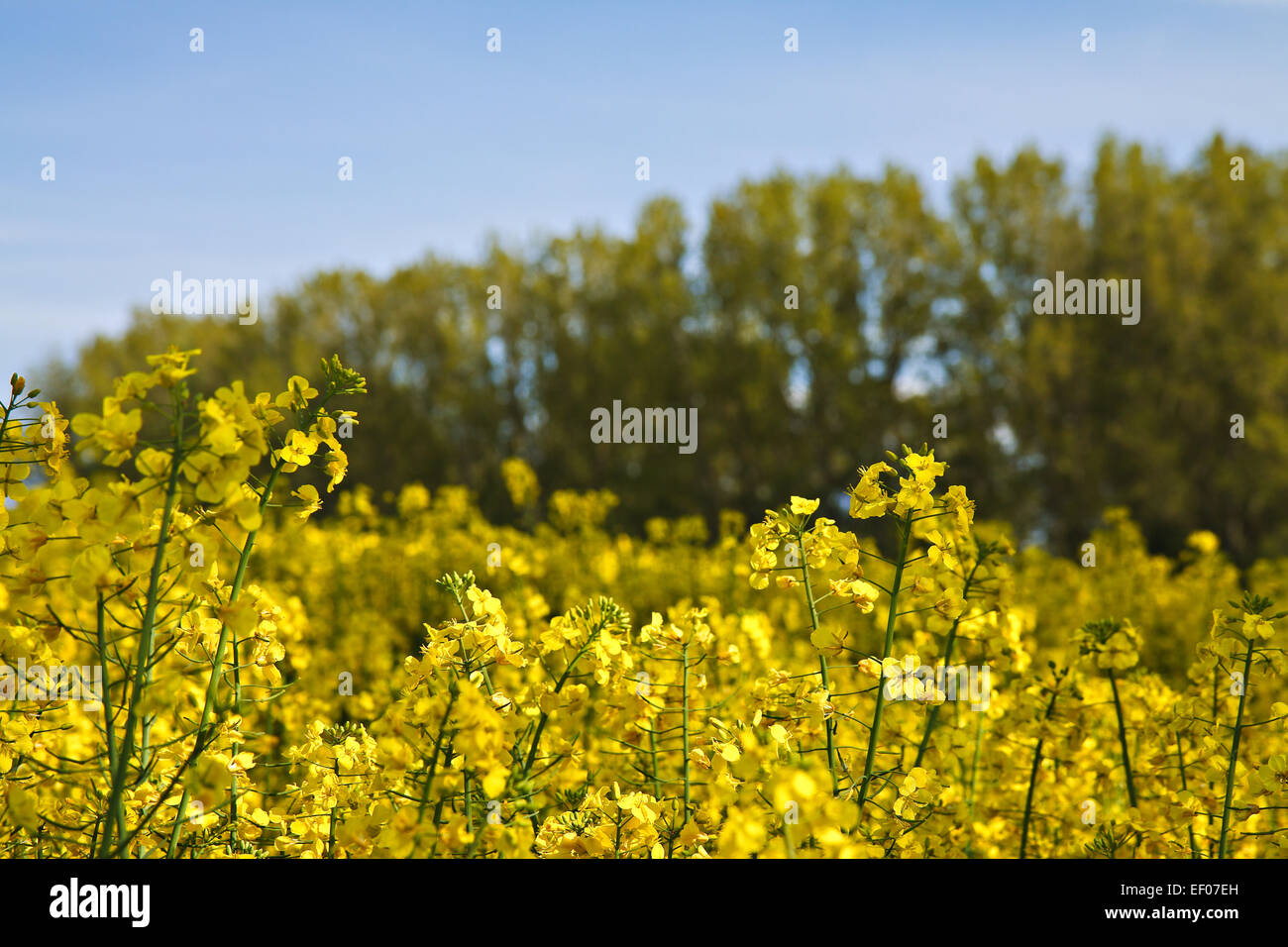 On the edge of a rapeseed field Stock Photo