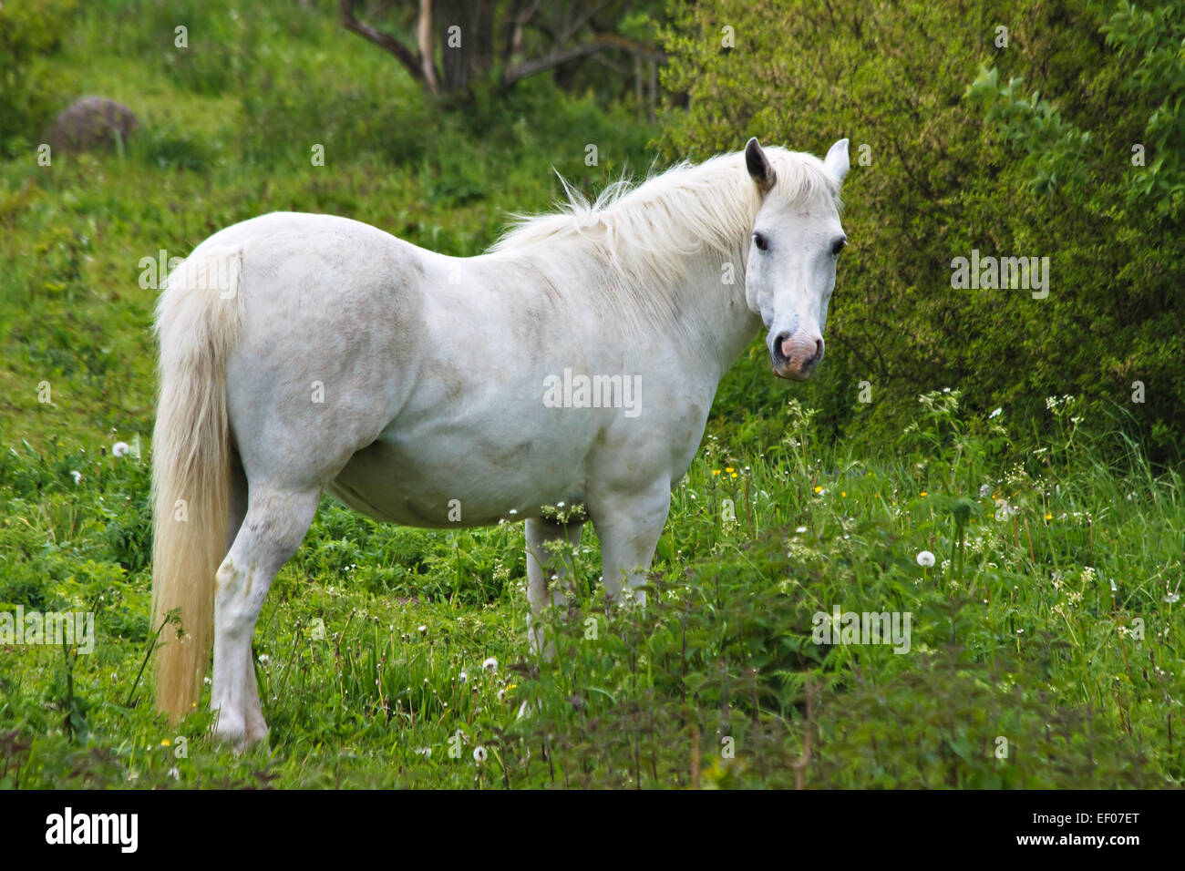 A white horse on a meadow. Stock Photo