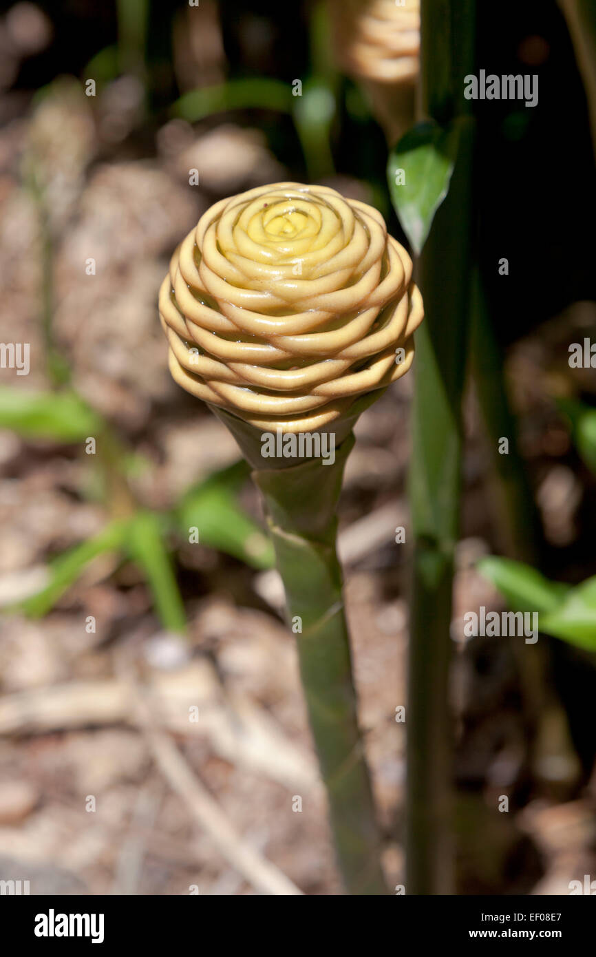 Beehive ginger plant outdoors Stock Photo