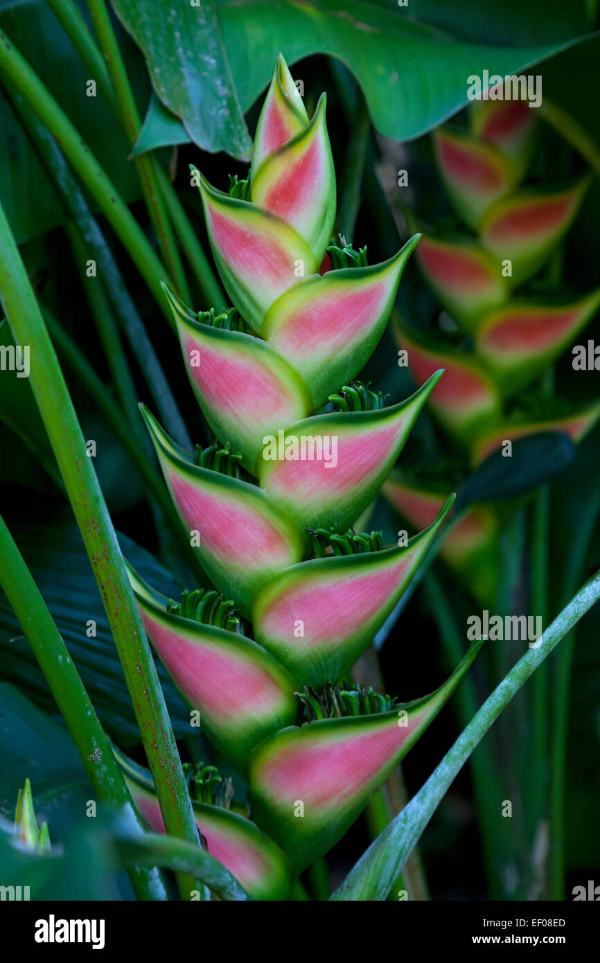 Pink Heliconia High Resolution Stock Photography and Images Alamy