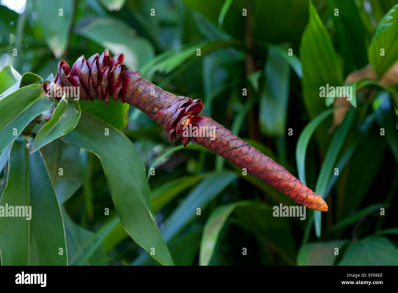Spiral ginger plant outdoors Stock Photo