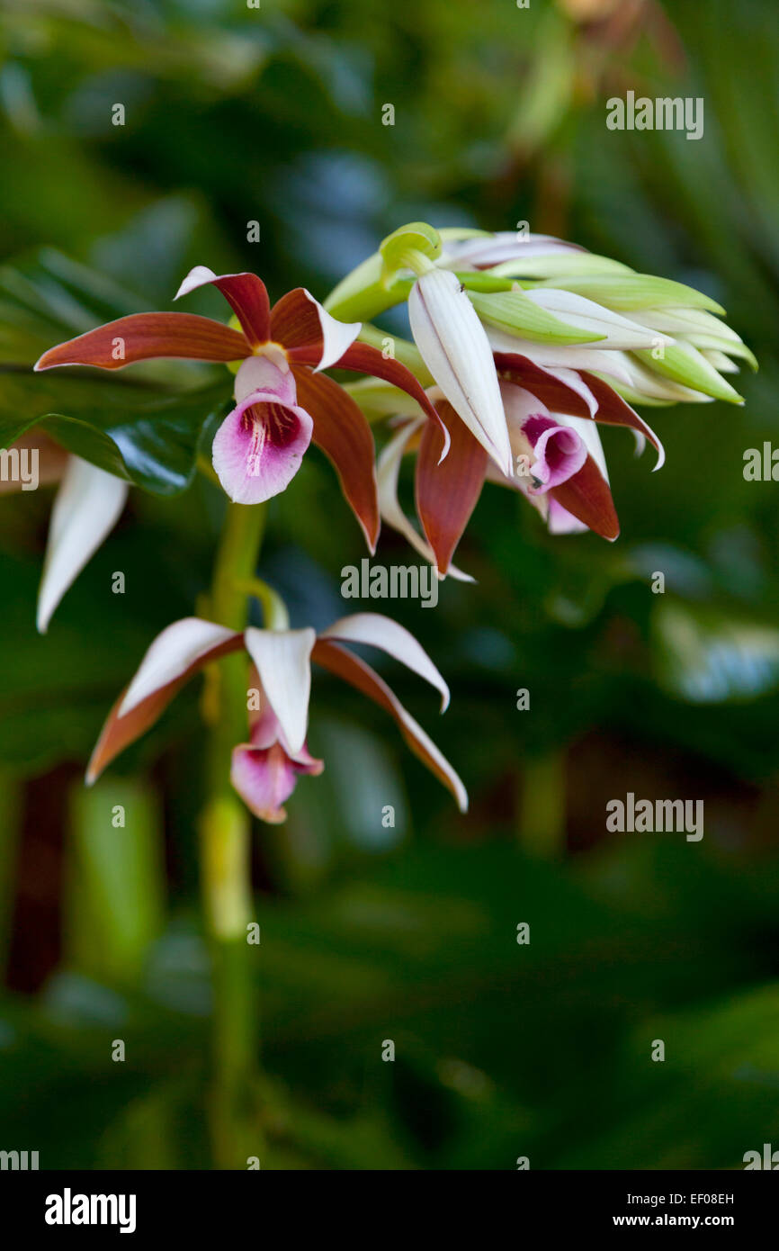 Australian lesser swamp orchid Stock Photo