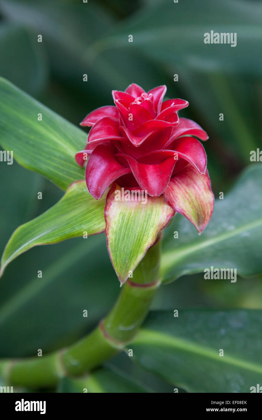 Spiral ginger plant outdoors Stock Photo