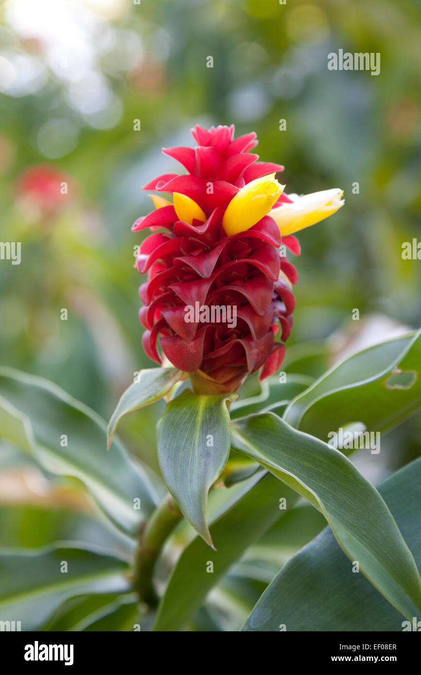 Flowering Spiral ginger plant outdoors Stock Photo