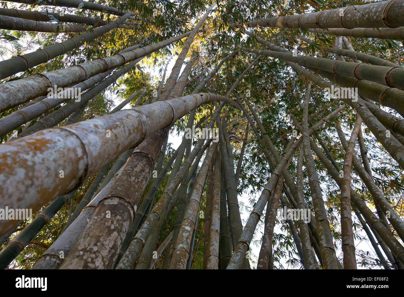 High  Bitoong bamboo seen from below on the ground Stock Photo