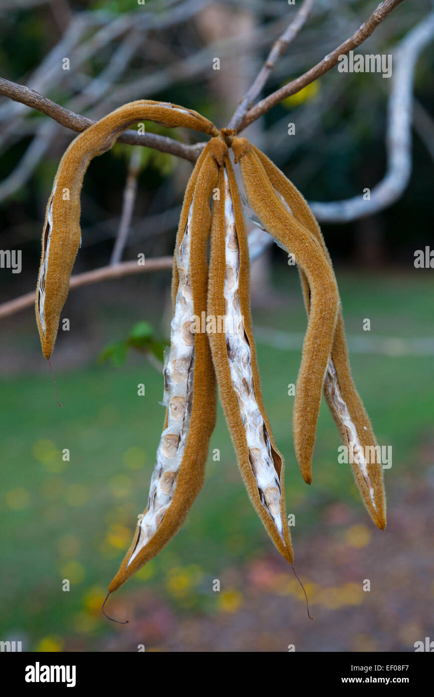 Ripe seeds of the golden trumpet tree Stock Photo