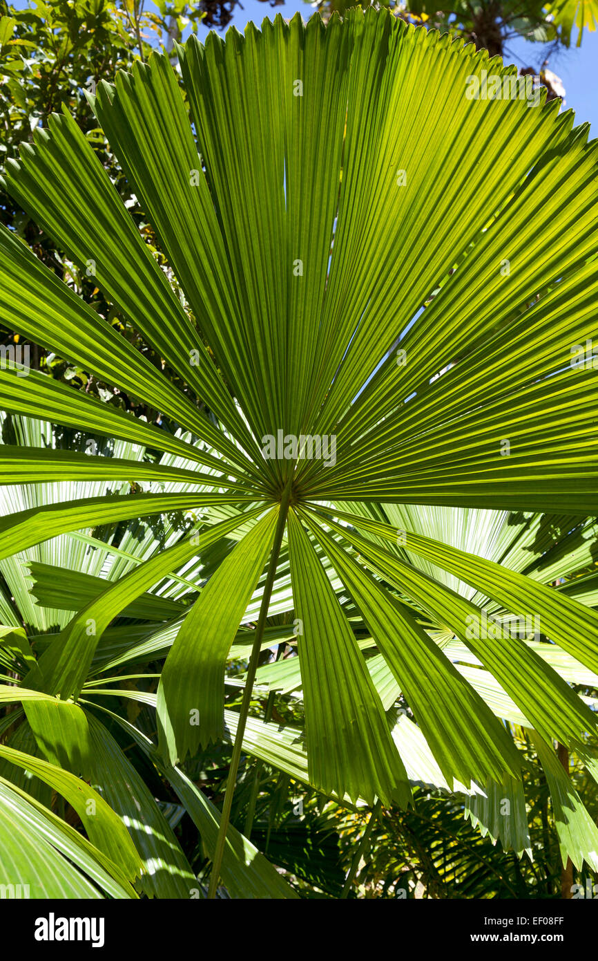 Fan palm leaves in the sun Stock Photo