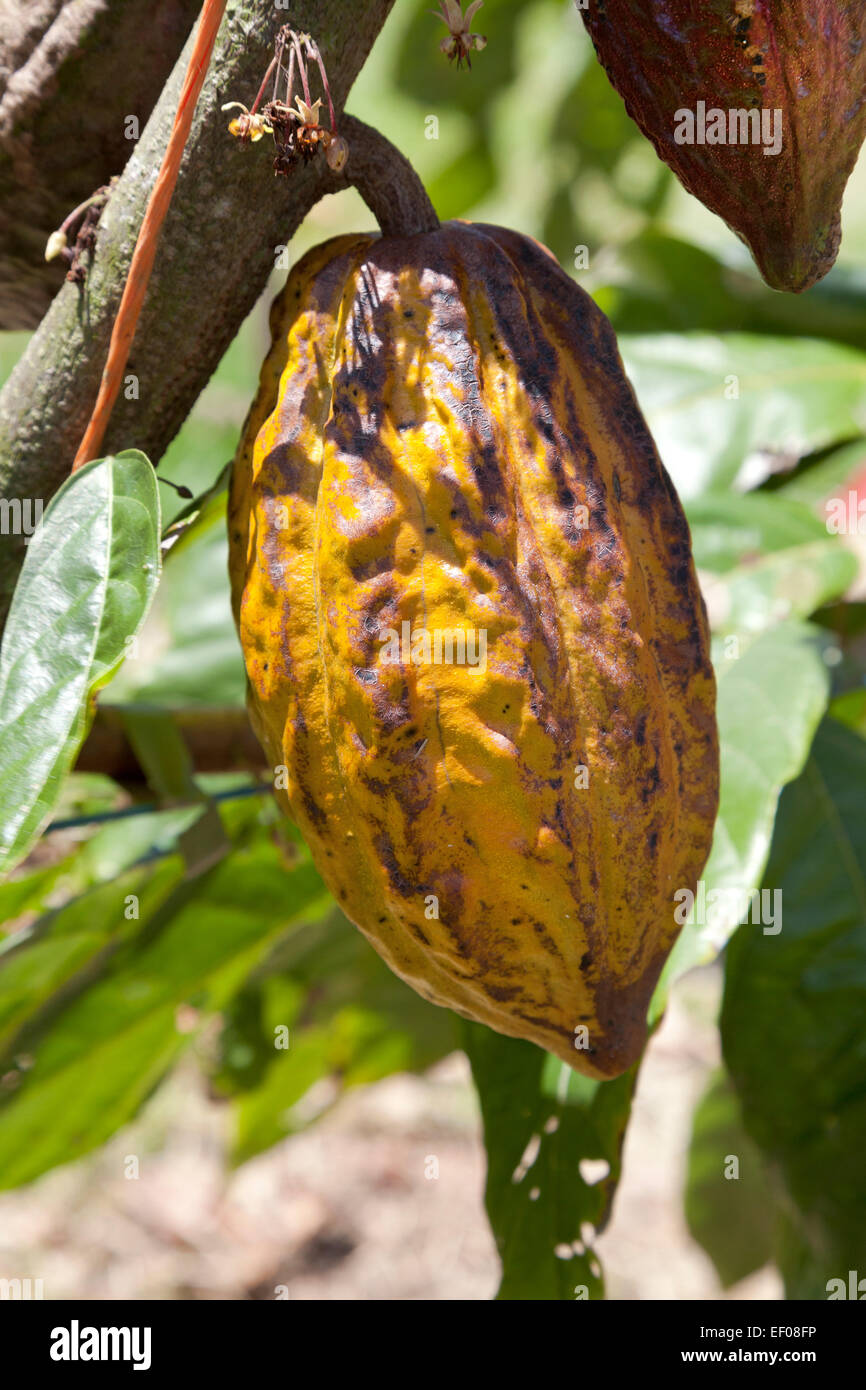 Ripe cocoa bean hanging on a tree Stock Photo