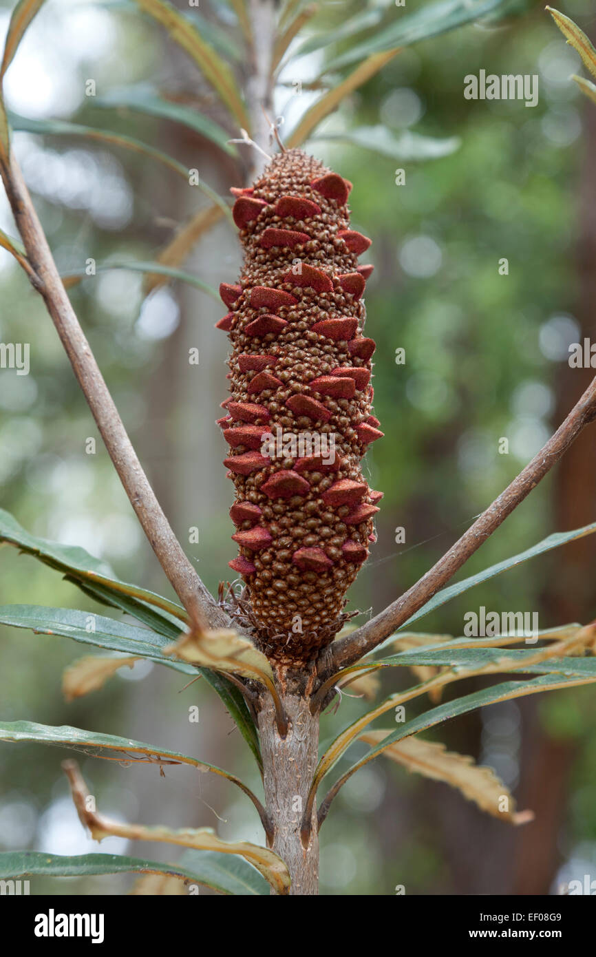Banksia cone on a tree in New South Wales, Australia Stock Photo