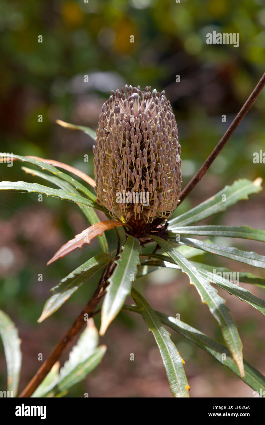 Banksia flower on a tree in New South Wales, Australia Stock Photo