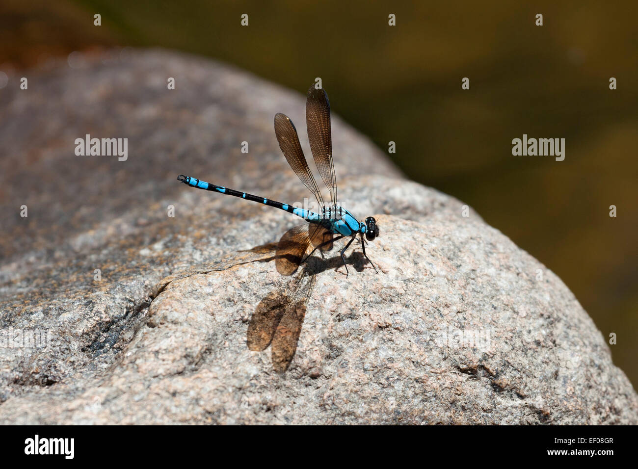 Blue dragonfly on a rock near the water Stock Photo
