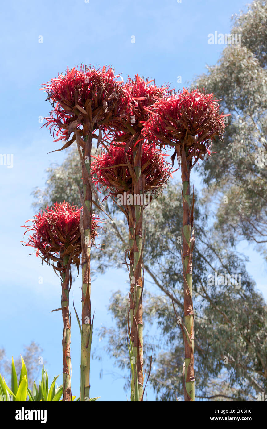 Gymea Lily flowers native to eastern Australia Stock Photo