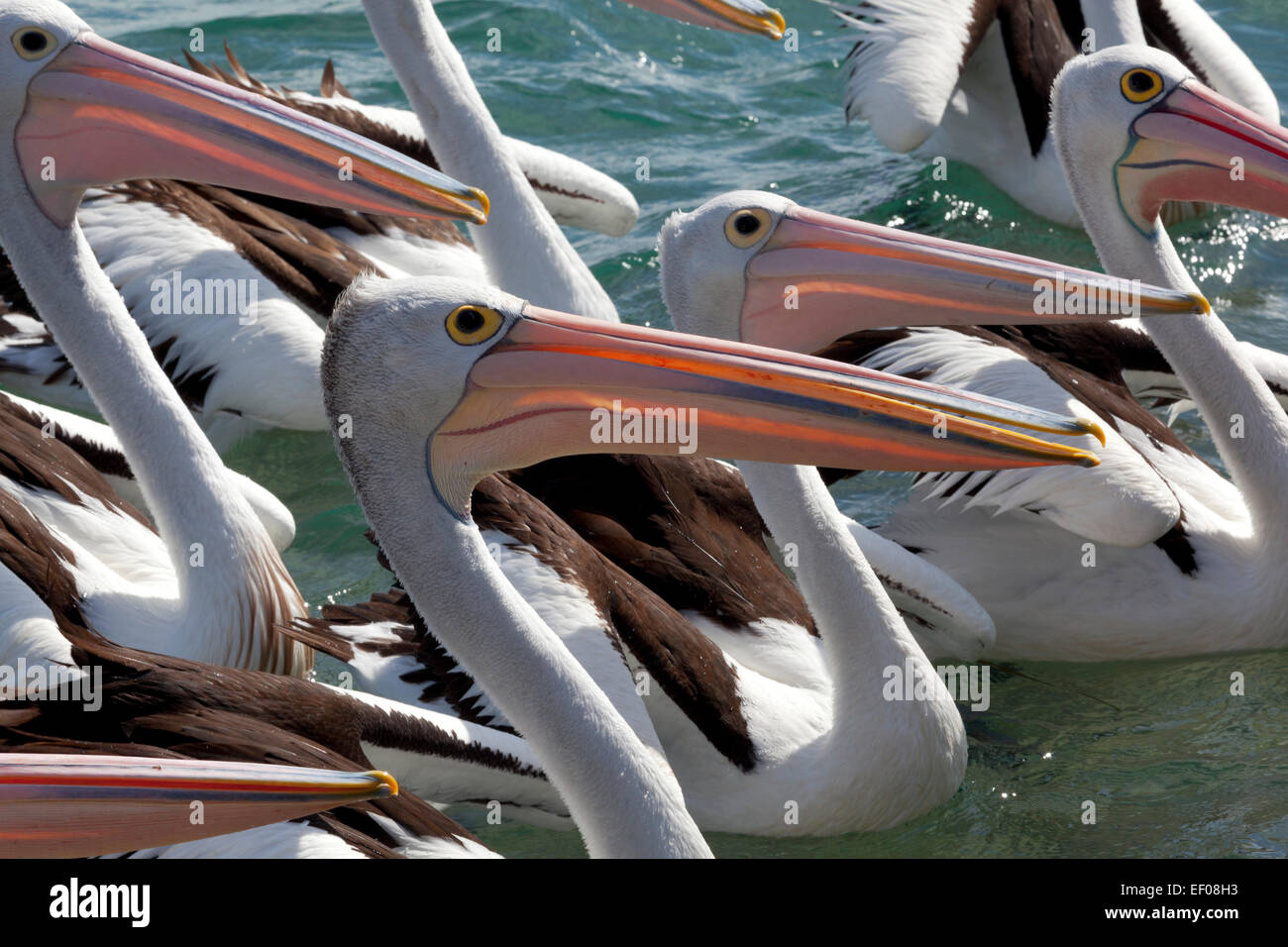 Group of pelicans in the Tasman sea, Australia Stock Photo
