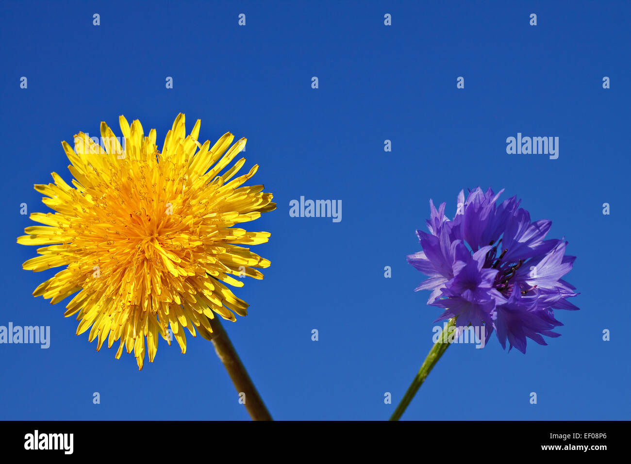 Dandelion and cornflower. Stock Photo