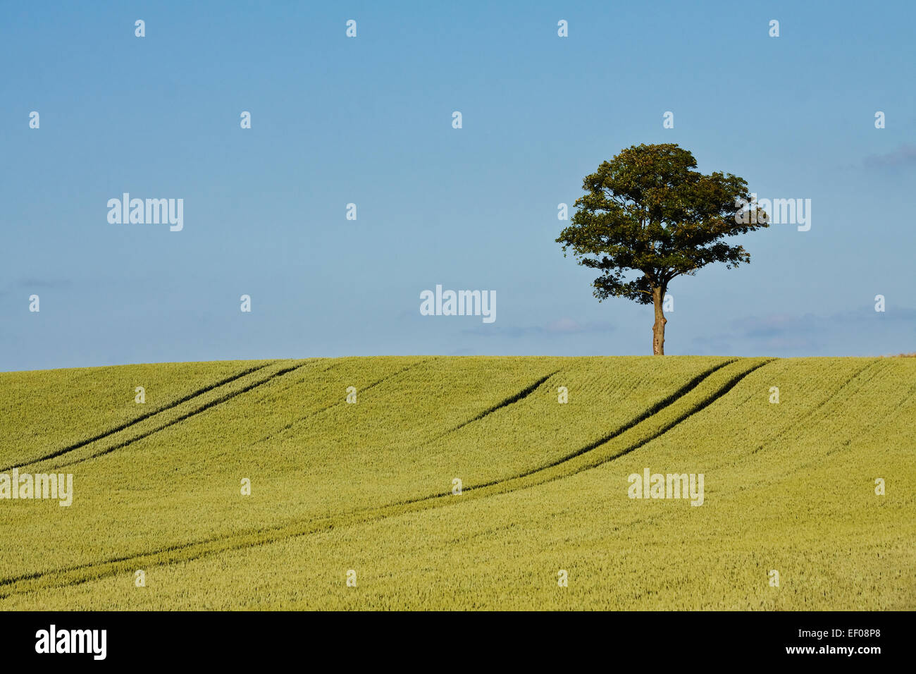 Standalone tree at the edge of the field. Stock Photo