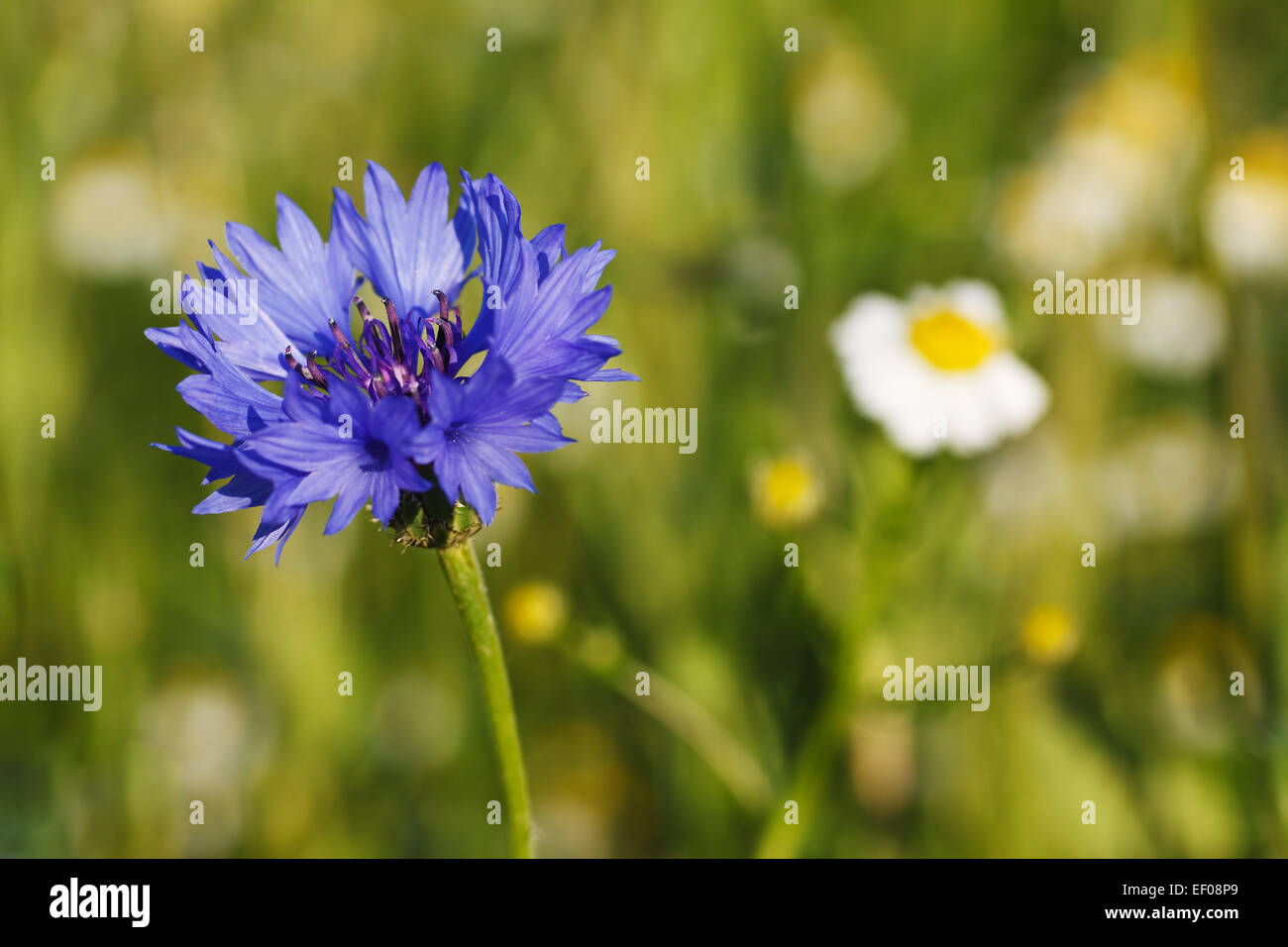 Yellow cornflower hires stock photography and images Alamy