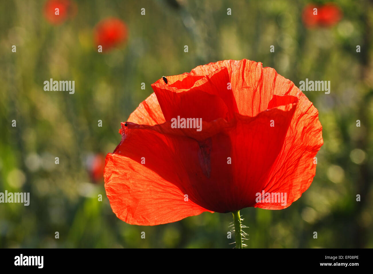 Poppy in a field. Stock Photo