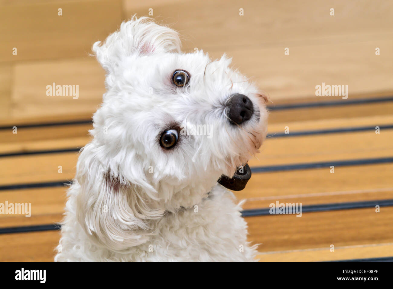 Cute white dog with head turned Stock Photo