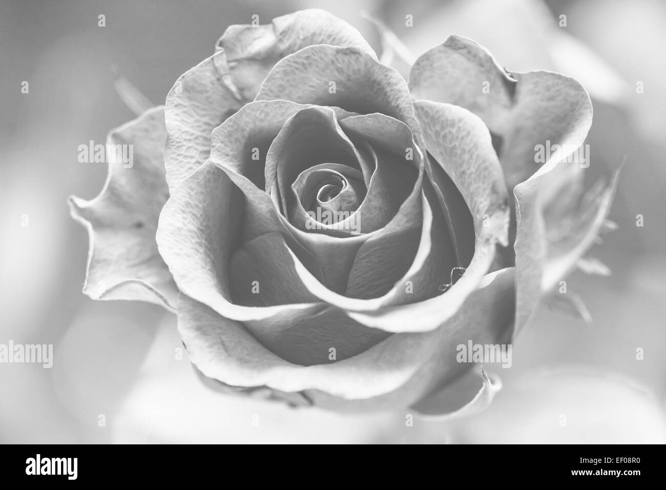 Rose Black and White Stock Photos & Images Alamy