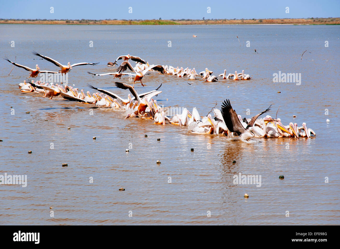 Pelicans in Oiseaux de Djoudj National Park, Mauritania. Stock Photo