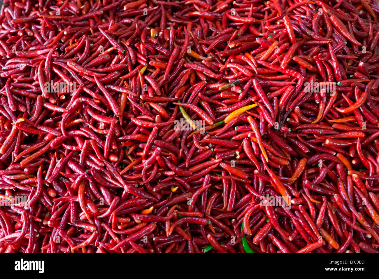 a collection of bright red chillis, filling the frame, for use as background filler image fresh and bright Stock Photo