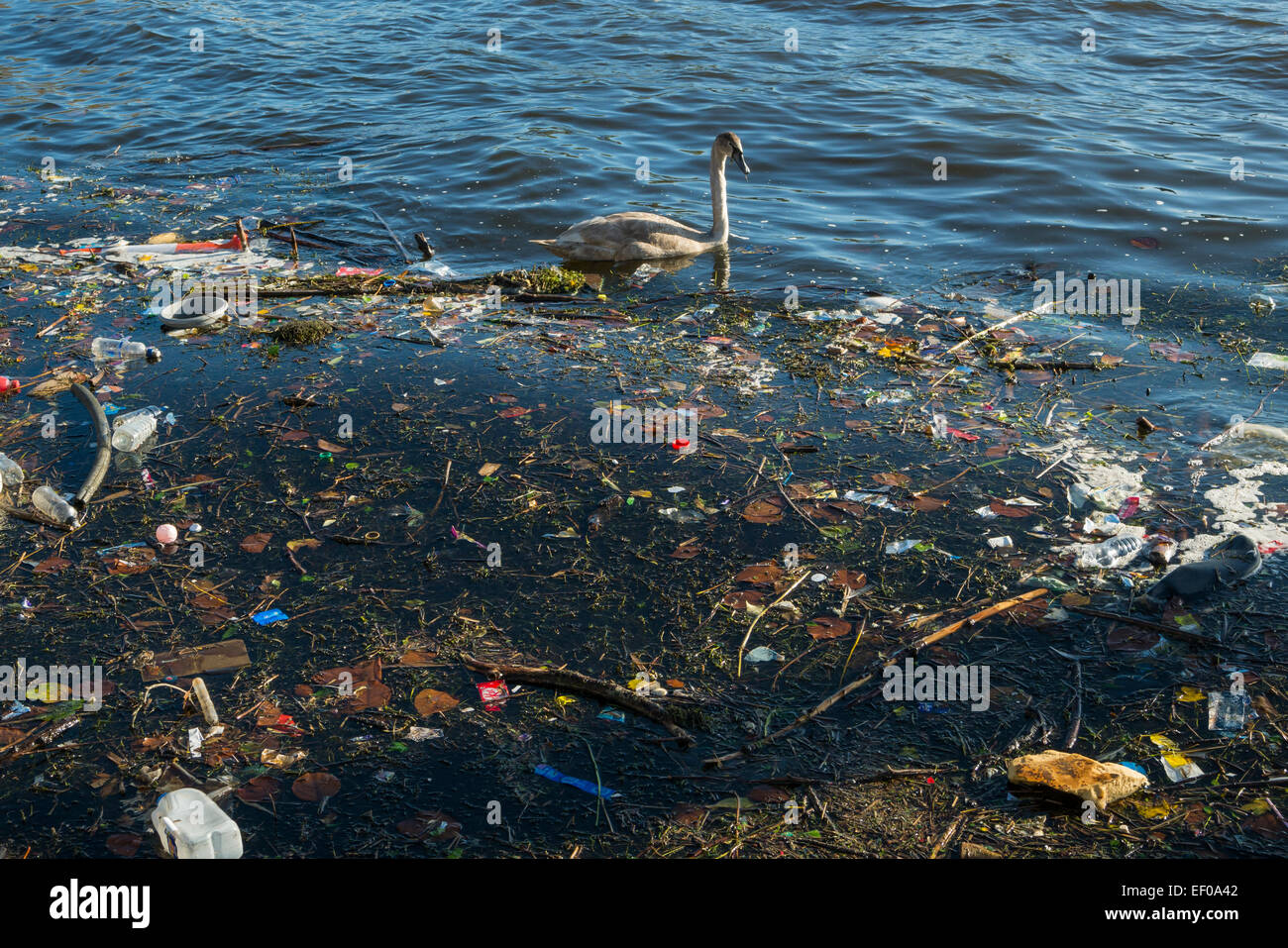 Swan swimming amongst rubbish in water Stock Photo