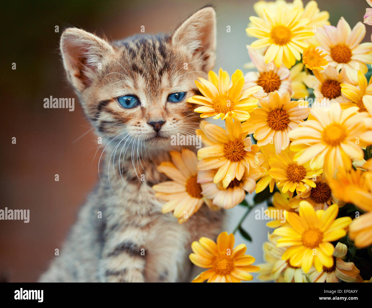 Portrait of cute little kitten with flowers Stock Photo - Alamy