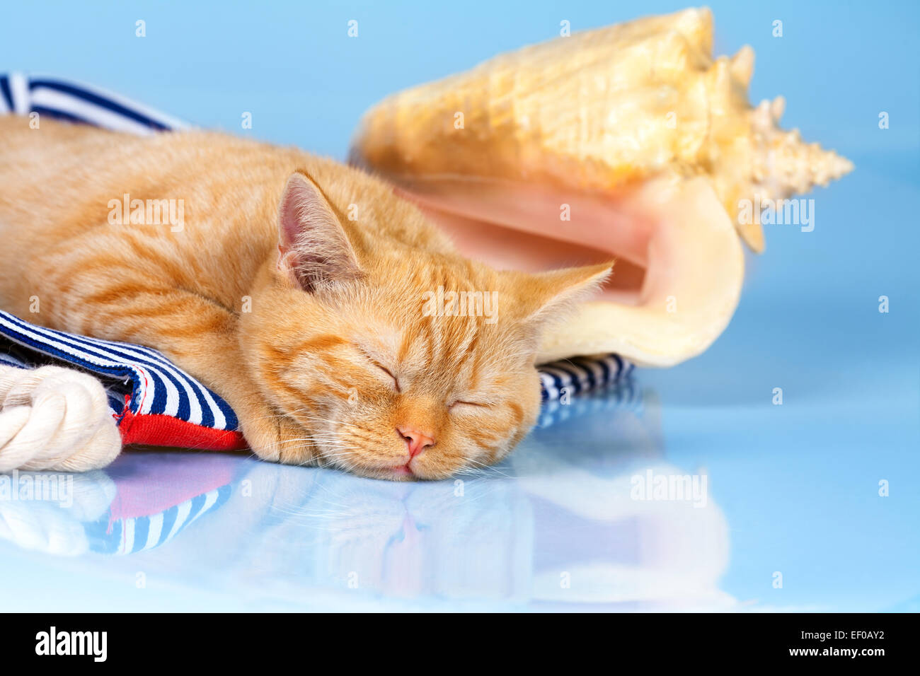 Beach scene. Cute red cat sleeping on beach bag near big shell Stock Photo